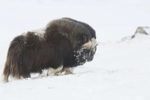 Muskoxen (Ovibos moschatus) fighting