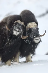 Muskoxen (Ovibos moschatus) fighting