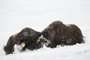 Muskoxen (Ovibos moschatus) fighting in the snow