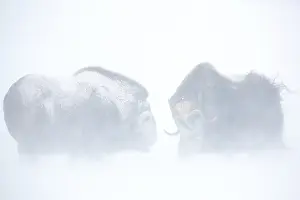 Muskoxen (Ovibos moschatus) fighting in a snowstorm