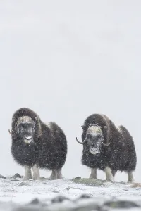 Category Scandinavia Prints: Muskoxen (Ovibos moschatus) in a snow storm