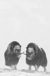Muskoxen (Ovibos moschatus) in a snow storm