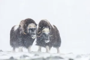 Category Scandinavia Prints: Muskoxen (Ovibos moschatus) in a snow storm