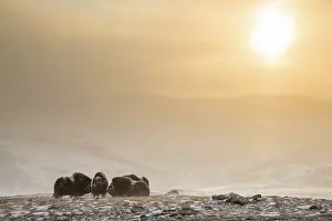 Category Scandinavia Prints: Muskoxen (Ovibos moschatus) in a snowstorm in backlight