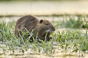 Muskrat (Ondatra zibethicus) eating grass at the edge of the water at sunset