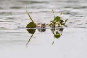 Muskrat (Ondatra zibethicus) floats in water with plants in mouth for construction