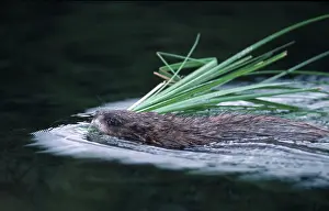 Muskrat (Ondatra zibethicus), Hesse, Germany