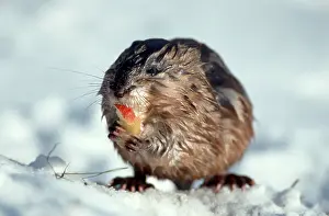 Muskrat (Ondatra zibethicus), Hessen, Germany