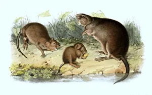 Muskrat (Ondatra zibethicus), or the muskrat