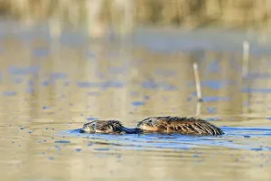 Muskrat (Ondatra zibethicus), muskrat