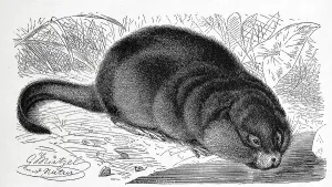 Muskrat (Ondatra zibethicus) or the muskrat is a species of rodent originally native exclusively to North America