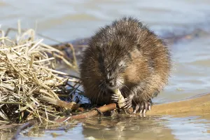 Muskrats (Ondatra zibethicus), Lanaudiere region