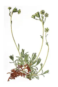 Musky saxifrage, Mossy saxifrage (Saxifraga moschata)