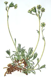 Musky Saxifrage (Saxifraga moschata)