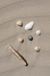 Mussel shells on the beach