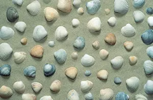 Mussel shells, mussel
