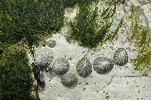 Mussels and Seaweed Sussex England