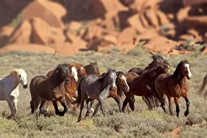 Mustangs, Monument Valley, Utah