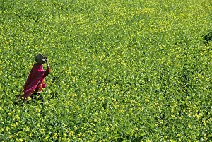 Mustard fields