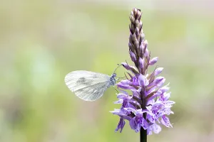 Mustard (Pieridae) white butterfly