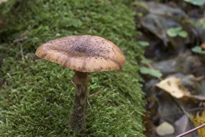 Mutable Hallimasch (Armillaria gallica) in mixed forest