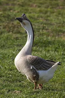 Mute goose, domesticated form of the swan goose