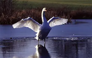 Mute swan