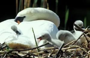Mute swan