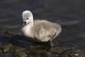 Mute swan chick