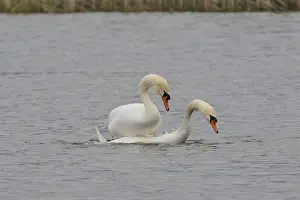 Mute swan (cygnos olor)