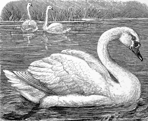 Mute swan, (Cygnus olor), 1889