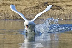 Mute swan (cygnus olor)