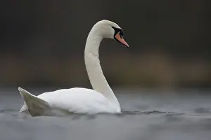 Mute swan (Cygnus olor)