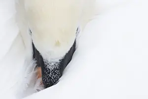 Mute swan (Cygnus olor) adult bird sleeping