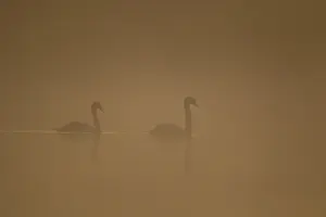 Mute swan (Cygnus olor) two adult birds on a lake in fog weather conditions