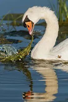 Mute Swan (Cygnus olor) adult, feeding