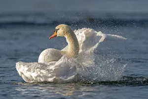 Mute swan (cygnus olor) bathes