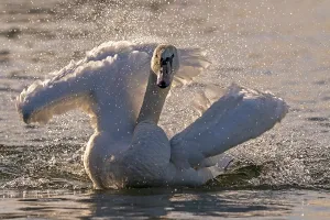 Mute swan (cygnus olor) bathes against the light
