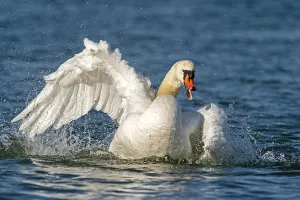 Mute swan (cygnus olor), bathing during plumage care