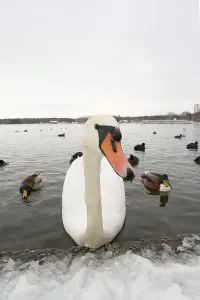 Mute Swan (Cygnus olor), Berlin, Germany, Europe