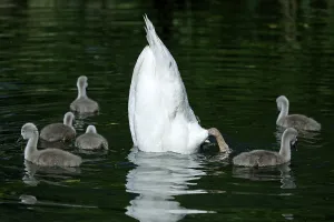 Mute Swan (cygnus olor), chick