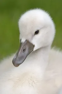Mute swan (Cygnus olor), chick, Germany