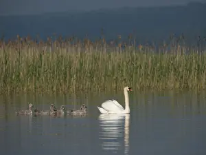 Mute Swan (Cygnus olor) with chicks