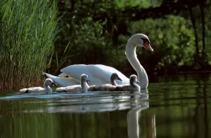 Mute swan (Cygnus olor) with chicks