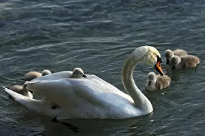 Mute Swan (Cygnus olor) with chicks, cygnets