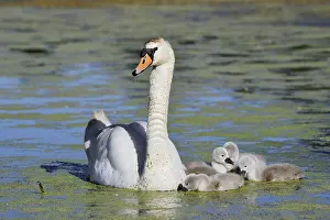 Mute swan (Cygnus olor) with chicks on a lake