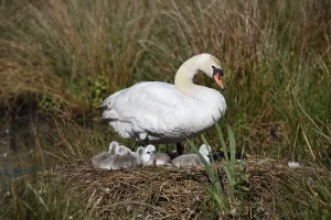 Mute swan (Cygnus olor) with chicks on the nest