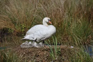 Mute swan (Cygnus olor) with chicks on the nest