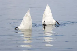 Mute swan (Cygnus olor), feeding under water