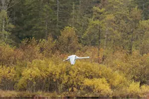 A mute swan (Cygnus olor) flies over a lake